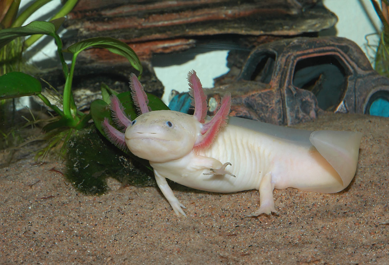 Leucistisk/albino axolotl