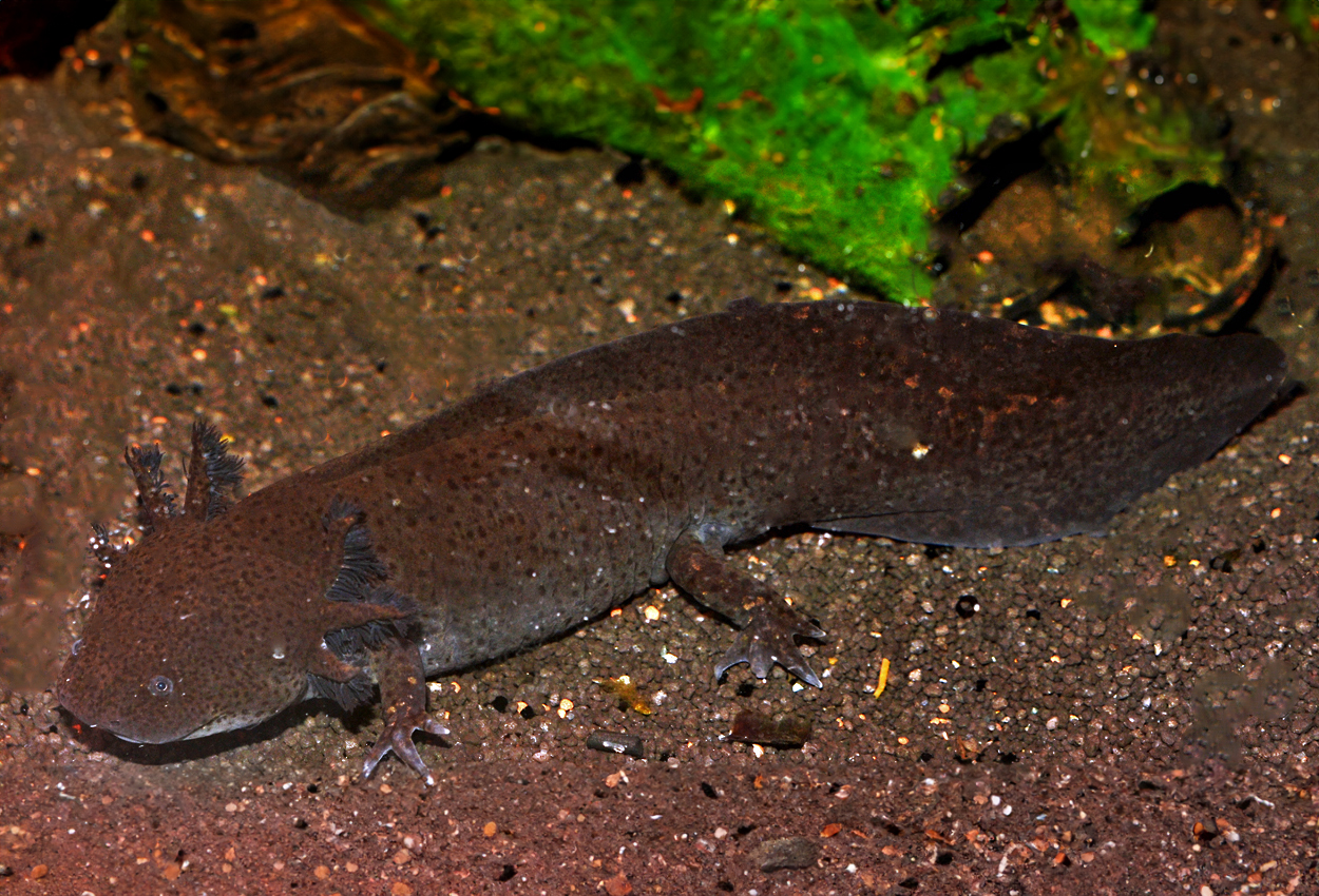 Foto på skaldjuret Ambystoma mexicanum (brun)