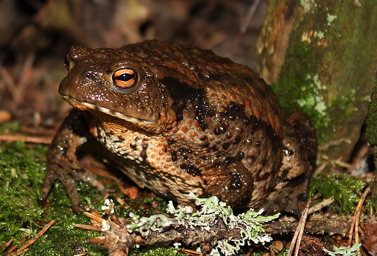 Foto på skaldjuret Bufo bufo