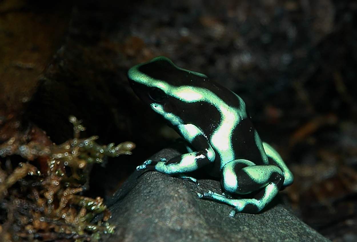 Foto på skaldjuret Dendrobates auratus