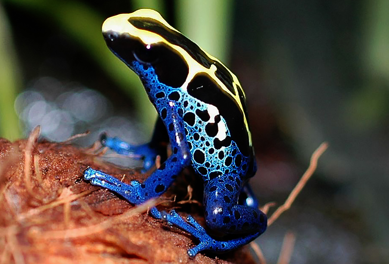 Foto på skaldjuret Dendrobates tinctorius