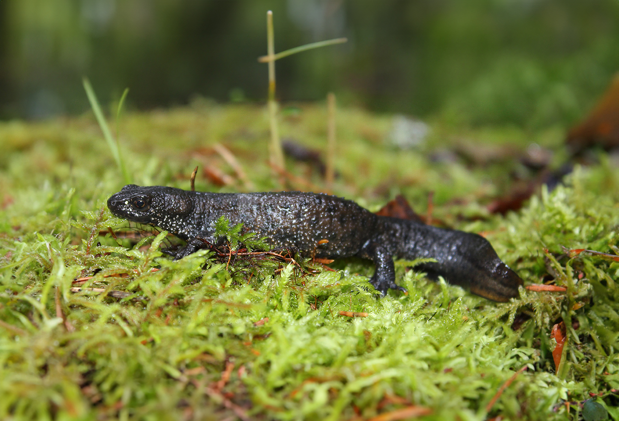 Foto på skaldjuret Triturus cristatus