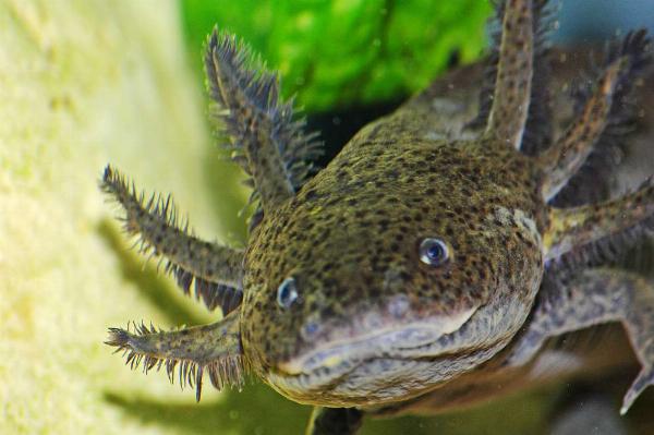 <i>Ambystoma mexicanum</i>