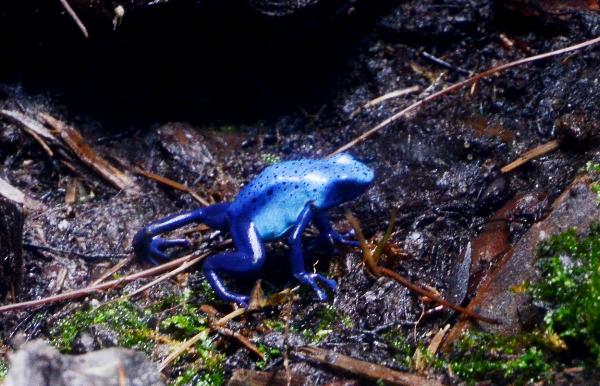 De vackra Dendrobates-arterna är utrotningshotade i sin naturliga miljö men är ändå relativt vanliga inom hobbyn eftersom de odlas i hög utsträckning. Foto: Kjell Fohrman.