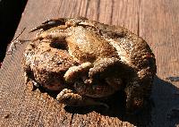 <i>Bufo bufo</i>