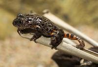 Rödbenad gräsgroda, red-legged running frog