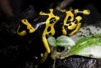 <i>Dendrobates leucomelas</i>