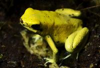 <i>Phyllobates terribilis</i>