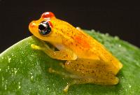 Central bright-eyed frog, blåögd trädgroda