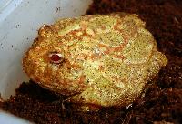 <i>Ceratophrys cranwelli</i> (albino)