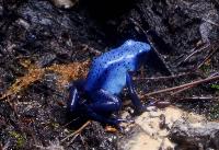 <i>Dendrobates tinctorius</i>, 