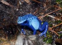 <i>Dendrobates tinctorius</i>, 