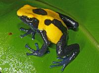 <i>Dendrobates tinctorius</i>, 