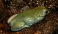 <i>Litoria caerulea</i>