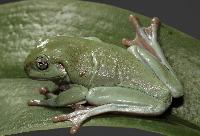 <i>Litoria caerulea</i>