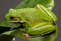 <i>Litoria infrafrenata</i>