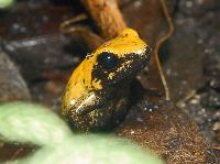 <i>Phyllobates bicolor</i>