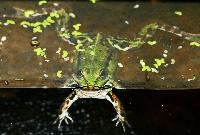 <i>Pelophylax esculentus</i>