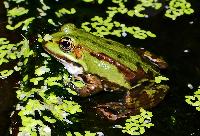 <i>Pelophylax esculentus</i>