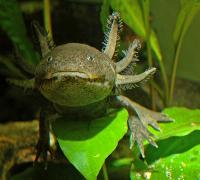 <i>Ambystoma mexicanum</i>