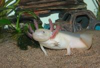 Leucistisk/albino axolotl