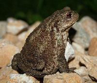 <i>Bufo bufo</i>