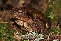 <i>Bufo bufo</i>, hona