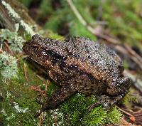 <i>Bufo bufo</i>, hona