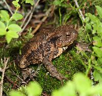 <i>Bufo bufo</i>, hona