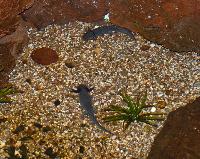 <i>Ambystoma mexicanum</i>