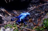 <i>Dendrobates tinctorius</i>, 