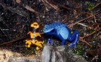 <i>Dendrobates tinctorius</i> samt <i>D. leucomelas</i>