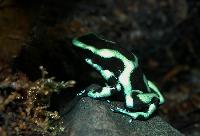 <i>Dendrobates auratus</i>