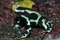 <i>Dendrobates auratus</i>