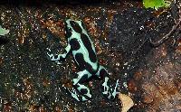 <i>Dendrobates auratus</i>