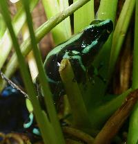 <i>Dendrobates auratus</i>