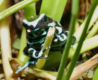 <i>Dendrobates auratus</i>