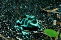 <i>Dendrobates auratus</i>