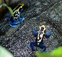 <i>Dendrobates tinctorius</i>