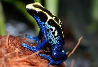 <i>Dendrobates tinctorius</i>