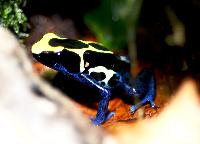 <i>Dendrobates tinctorius</i>