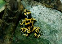 <i>Dendrobates leucomelas</i>