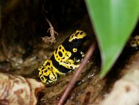 <i>Dendrobates leucomelas</i>