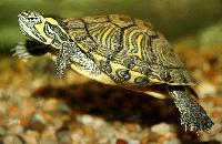 <i>Trachemys scripta scripta</i>