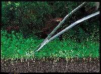 Att underhålla ett Nature Akvarium