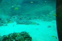 Tropen Aquarium Hagenbeck