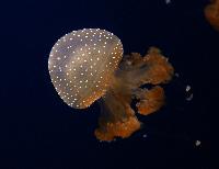 Tropen Aquarium Hagenbeck