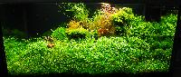 AA_Planted_Aquarium_01_DSC_0302.jpg