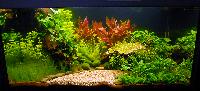 Planted Aquarium. Jörg Obermolte