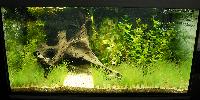 Planted Aquarium. Dominik Brandt.